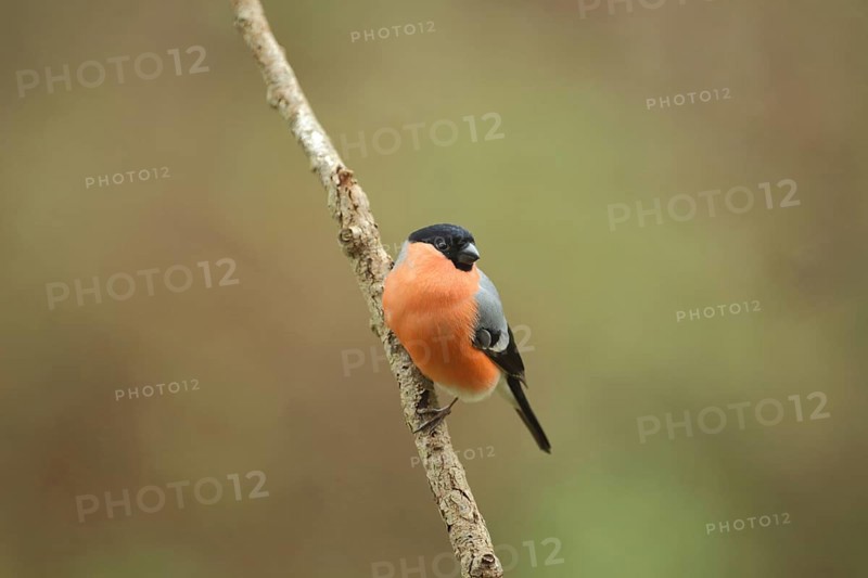 Male eurasian bullfinch (Pyrrhula pyrrhula) in Bad Schönborn, Baden-Württemberg, Germany, Europe