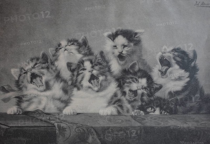 6 Young Cats Yawning, Tired Kittens, 1880, Historic, Digitally restored reproduction of an original 19th-century print