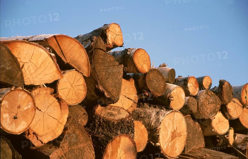 Firewood, logs, sawn into pieces