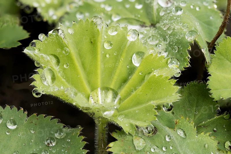 Leaf of garden lady's mantle (Alchemilla mollis) with raindrops, North Rhine-Westphalia, Germany, Europe