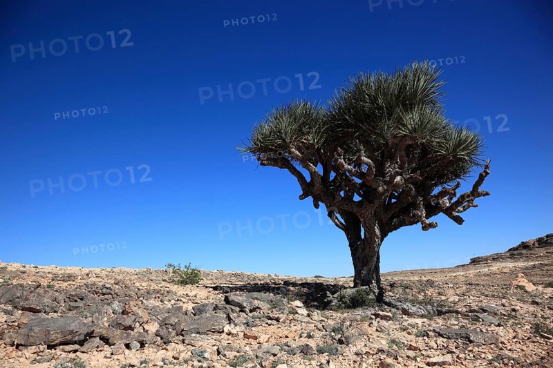Dragon's blood tree, Southern Dhofar landscape, Jabal al-Qamar, Oman, Asia