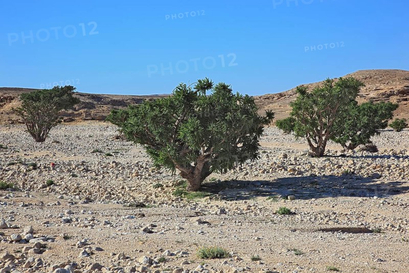 Wadi Dawqah, Incense Tree Cultures, UNESCO World Heritage Site, frankincense (Boswellia Sacra) Carterii, near Salalah, Oman, Asia