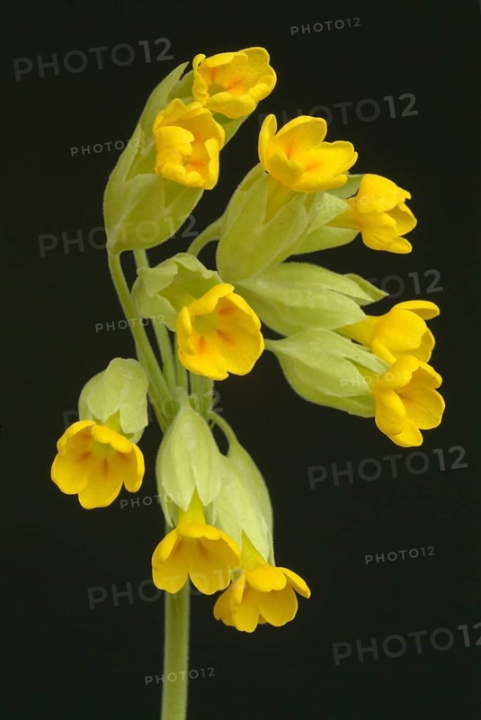 Common cowslip (Primula officinalis), cowslip, apothecary primrose, medicinal plant, flowers