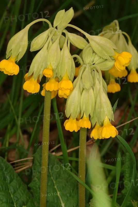 Common cowslip (Primula officinalis), cowslip, apothecary primrose, medicinal plant, plant with fresh flowers, outdoors in nature