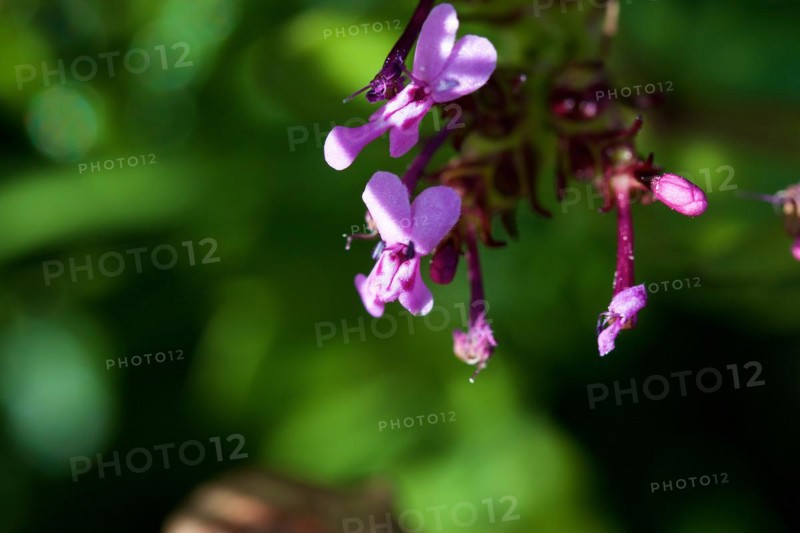 (Fedia Cornucopiae), macro, flower, Zingaro, national park, nature reserve, northwest, Sicily, Italy, Europe