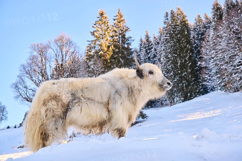 Domestic yak (Bos grunniens) on a snowy meadow in the mountains in tirol, Kitzbühel, Wildpark Aurach, Austria, Europe