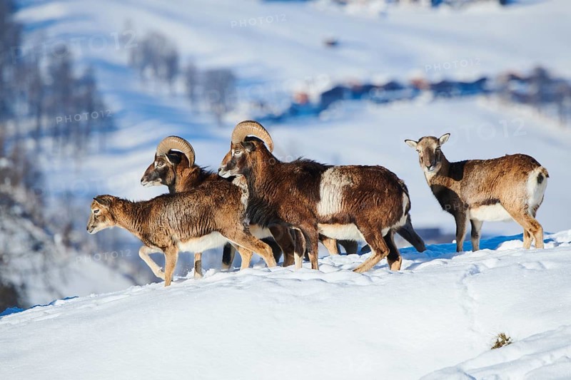 European mouflon (Ovis aries musimon) rams with ewes on a snowy meadow in the mountains in tirol, Kitzbühel, Wildpark Aurach, Austria, Europe