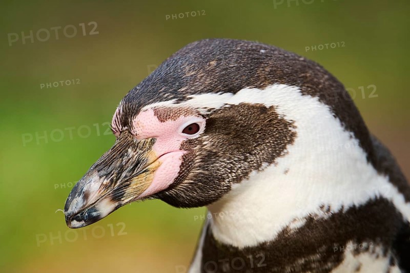 African penguin (Spheniscus demersus) portrait, detail, captive, Germany, Europe