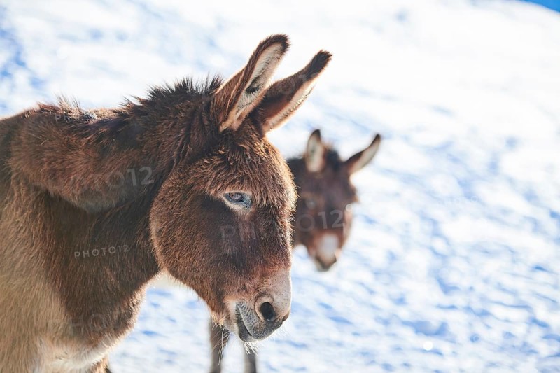 Domestic donkeys (Equus asinus asinus) portrait, snow, winter in tirol, Kitzbühel, Wildpark Aurach, Austria, Europe