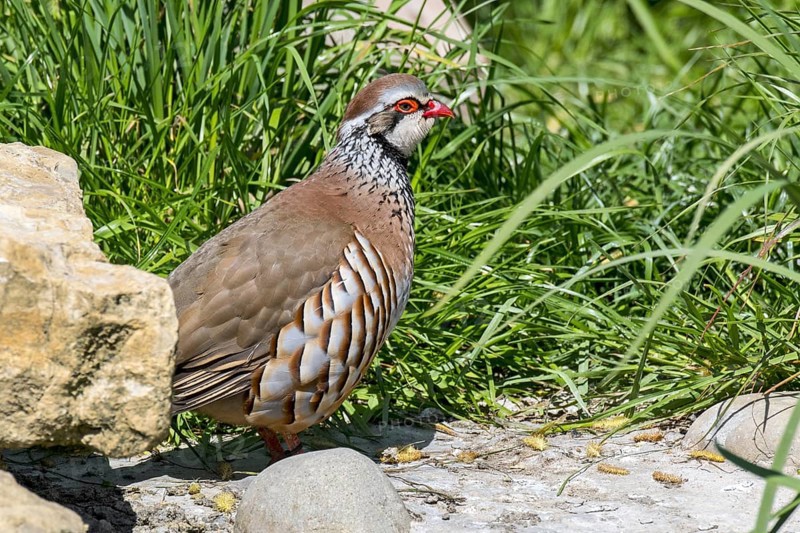 Red-legged partridge (Alectoris rufa), French partridge foraging in meadow, grassland