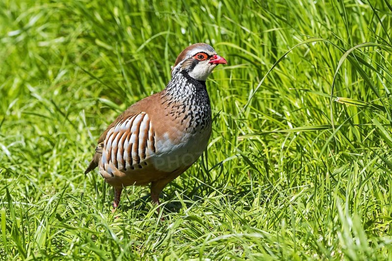 Red-legged partridge (Alectoris rufa), French partridge foraging in meadow, grassland