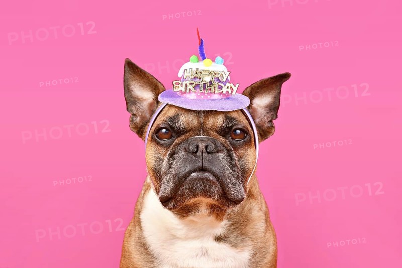 French Bulldog dog with happy birthday party hat on pink background