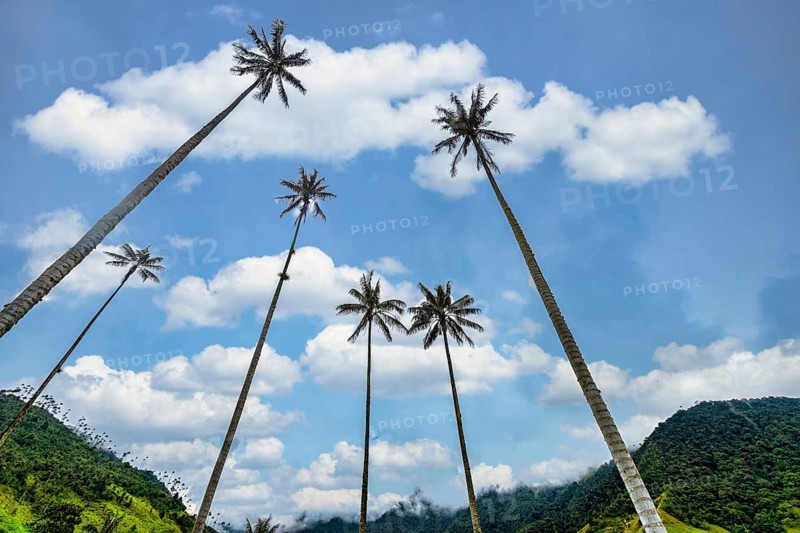 Wax palms largest palms in the world, Cocora valley, Unesco site coffee cultural landscape, Salento, Colombia, South America