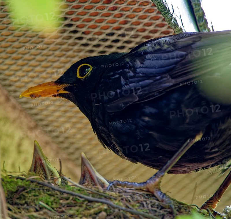 Blackbird, male and nestlings, young blackbirds (Turdus merula) in nest, Saxony, Germany, Europe