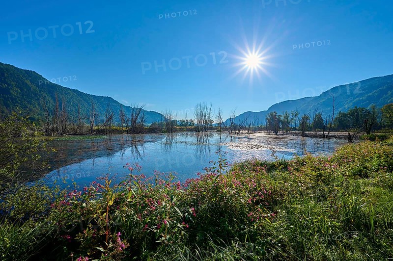 Moorland, sun, morning, summer, Bleistätter Moor, Steindorf am Ossiacher See, Lake Ossiach, Carinthia, Austria, Europe