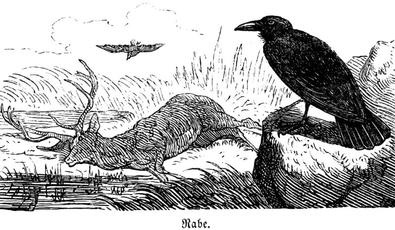 Raven, Hubertus hunting and hunting scenes, wild animals, nature, dead stag, bird, rock, beak, black, plumage, historical illustration around 1860