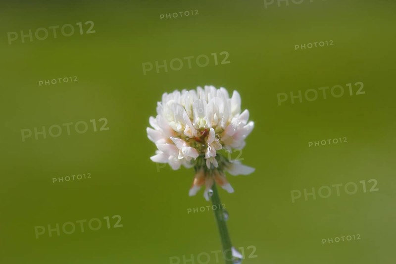 White clover (Trifolium repens), single flower, with water drop, North Rhine-Westphalia, Germany, Europe