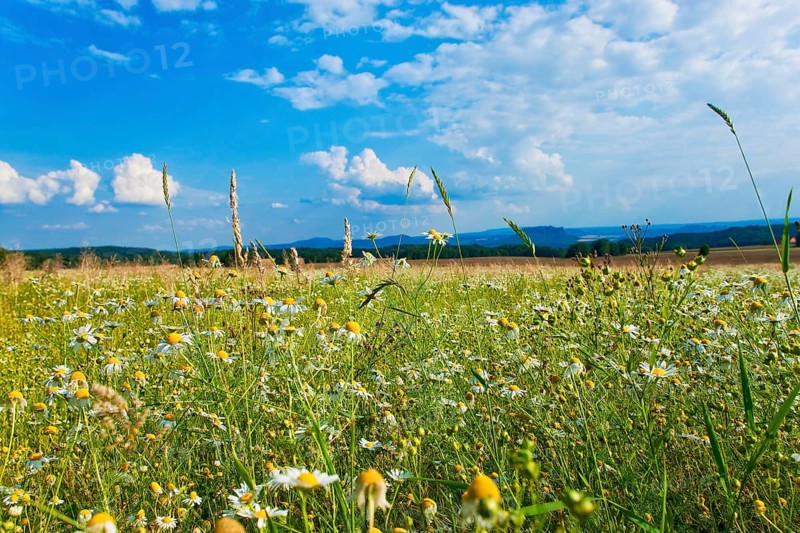 Rathewalde, flower meadow in summer