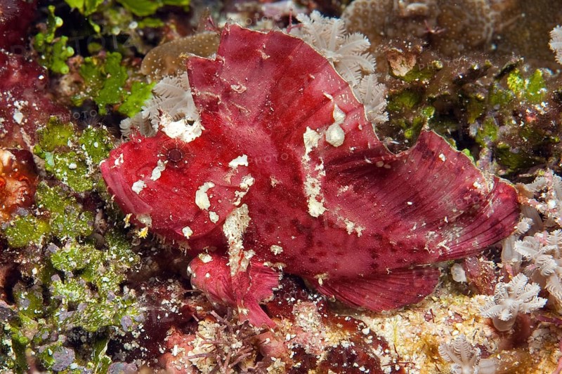 Camouflaged red leaf fish (Taeninotus triacanthus), leaf fish in red colour variant sits camouflaged in coral reef lurking for prey, Pacific Ocean, Caroline Islands, Yap Island, Yap State, FSM, Federated States of Micronesia