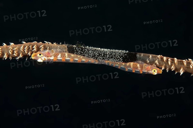Extreme close-up of pair of wire coral goby (Bryaninops amplus) White-striped sea whip goby guarding has laid clutch of eggs on wire coral whip coral (Cirrhipathes spiralis), Pacific Ocean, Caroline Islands, Yap Island, Yap State, Federated States of Micronesia
