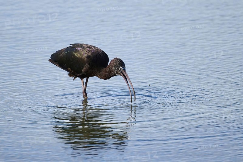 Glossy ibis (Plegadis falcinellus), standing in the water, Spain, Europe