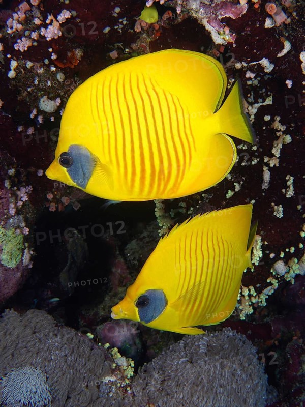 Pair of bluecheek butterflyfish (Chaetodon semilarvatus), St Johns Caves dive site, Saint Johns Reef, Red Sea, Egypt, Africa