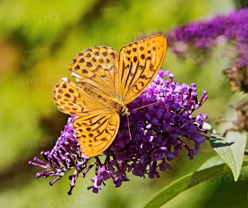 Butterfly Emperor Cloak (Argynnis paphia), Witten, North Rhine-Westphalia, Germany, Europe