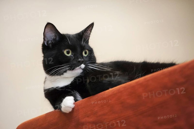 Close up of tuxedo cat, bicolor domestic cat with a white and black coat resting on furniture in living room in house