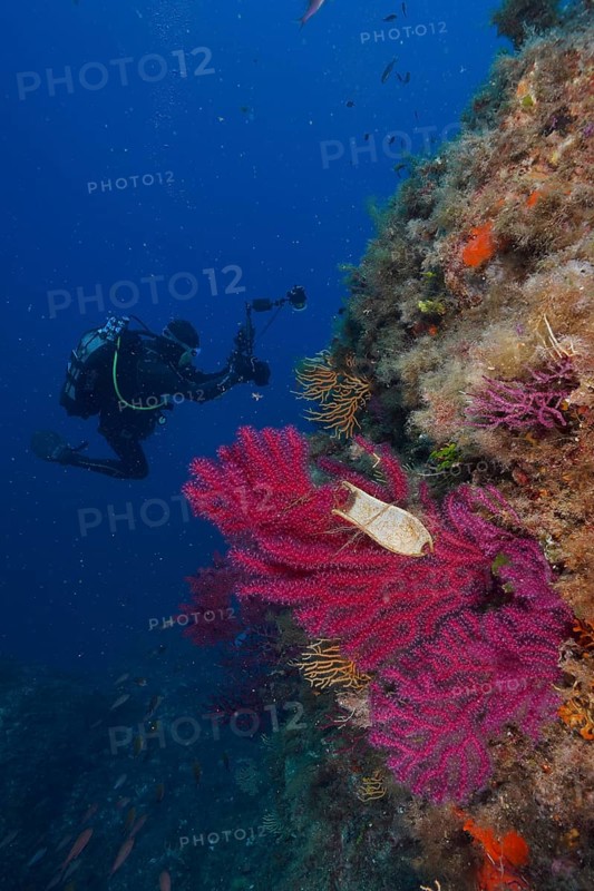 Egg capsule of nursehound (Scyliorhinus stellaris) on violescent sea-whip (Paramuricea clavata) with open polyps in the Mediterranean Sea near Hyères. Diver in the background. Dive site peninsula Giens, Côte dAzur, France, Europe