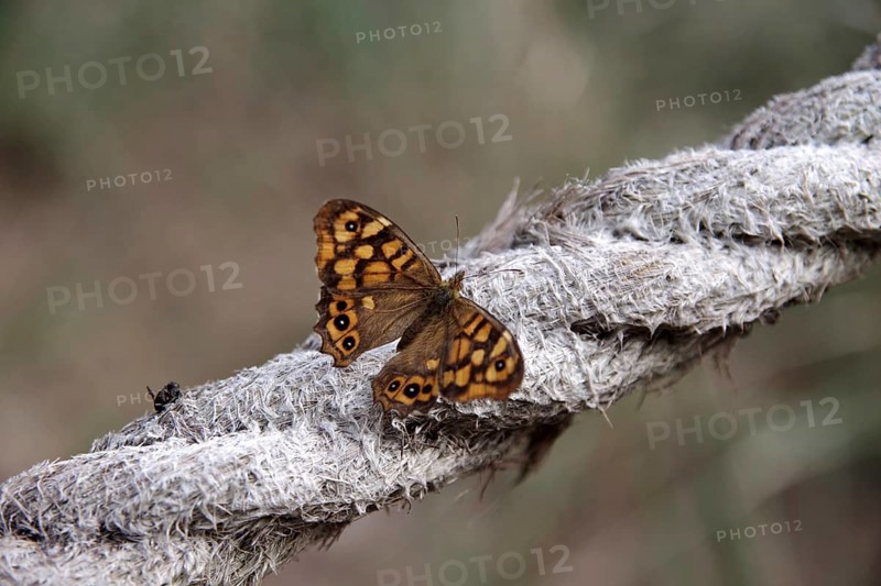 Butterfly, wall brown (Lasiommata megera), male, insect, close-up, open wings, Majorca, The wall fox is sitting on a rope and has opened its brown wings