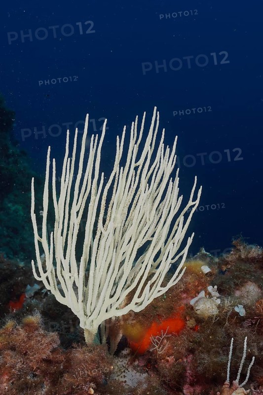 White gorgonian (Eunicella singularis) in the Mediterranean Sea near Hyères. Dive site Giens Peninsula, Côte dAzur, France, Europe