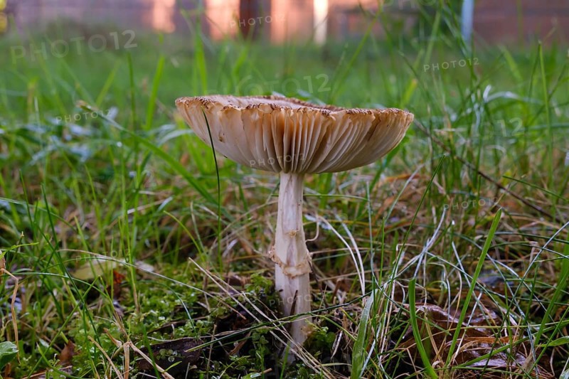Giant umbrella mushroom in a meadow, parasol mushroom (Macrolepiota procera), mushroom, close-up, Emsland, Lower Saxony, Germany, Europe