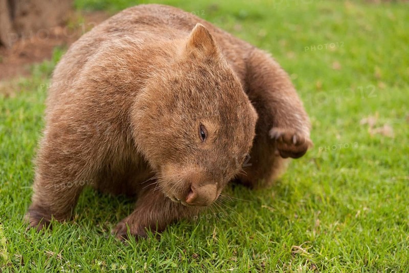 A common wombat (Vombatus ursinus) scratches its head. Kangaroo Valley, Australia (NSW)