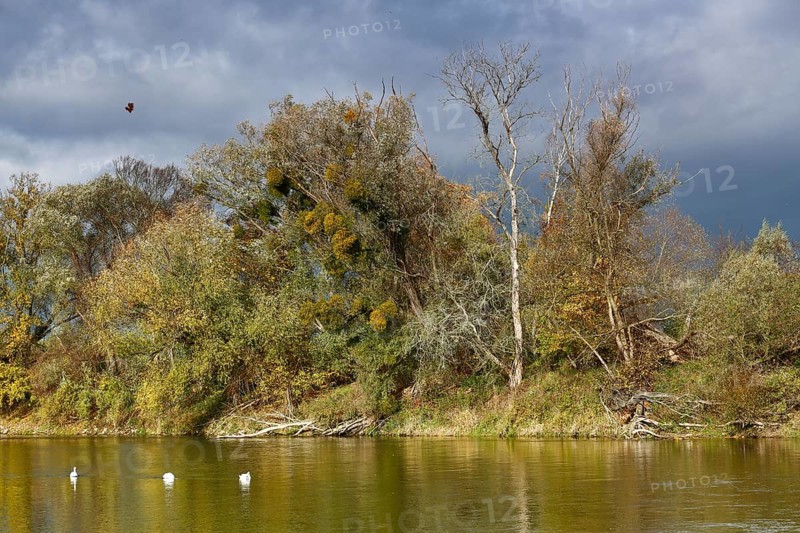 Autumn in the floodplain, foliage colouring of the trees along the river Mulde near Dessau-Roßlau, Middle Elbe Biosphere Reserve, Saxony-Anhalt, Germany, Europe
