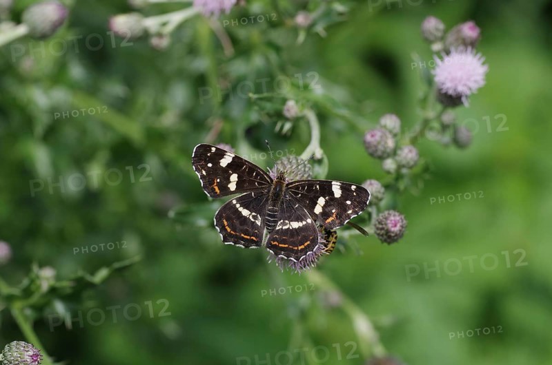 Map butterfly (Araschnia levana), butterfly, 2nd generation, open wings, thistle, The land carder of the summer generation sits with open wings on a thistle