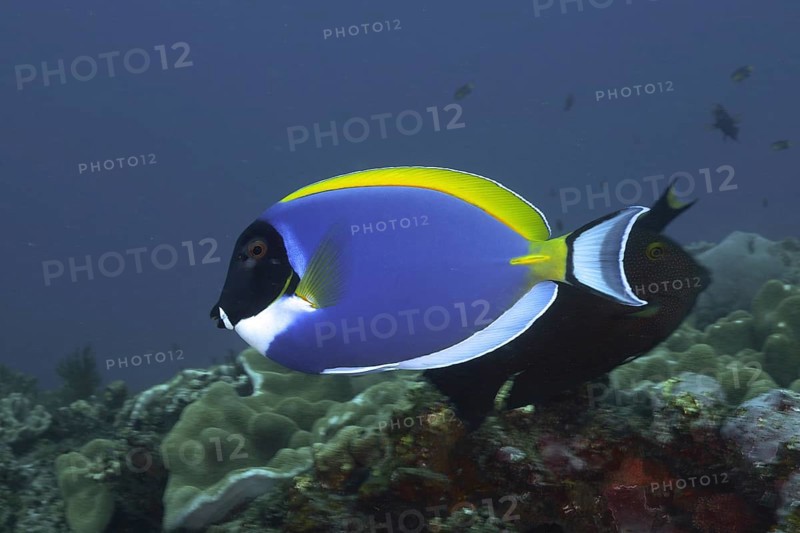 Powder blue tang (Acanthurus leucosternon), dive site Sodwana Bay National Park, Maputaland Marine Reserve, KwaZulu Natal, South Africa, Africa