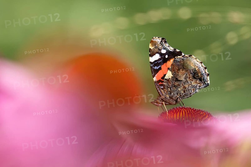 Red admiral (Vanessa atalanta) butterfly adult feeding on a garden Coneflower (Echinacea purpurea) flower, Norfolk, England, United Kingdom, Europe