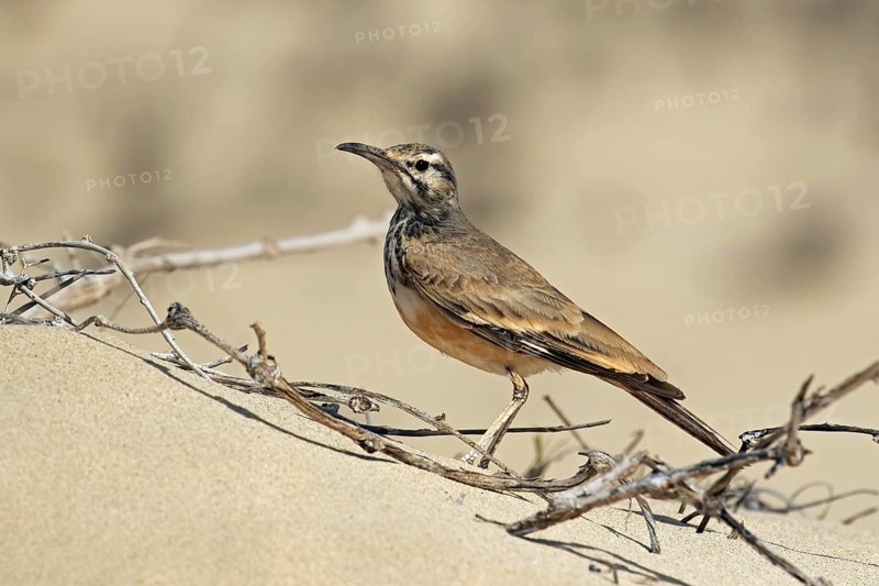 Greater hoopoe-lark (Alaemon alaudipes boavistae) native to desert and semi-desert regions of the Cape Verde Islands, Cabo Verde archipelago