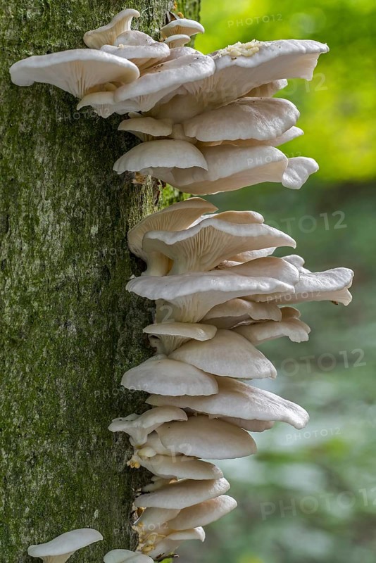 Indian oyster, Italian oyster (Pleurotus pulmonarius), phoenix mushrooms, lung oyster fungi on broadleaf tree trunk in forest in autumn, fall