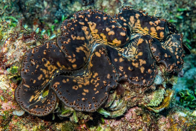 Close-up of giant clam (Tridacna maxima) with open shell mantle and patterned mantle tissue with clearly visible mantle lips, Indian Ocean, Mascarene Islands, Mauritius, Africa