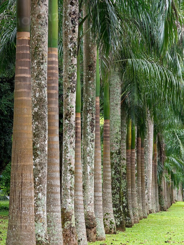 Avenue with royal palms, Kandy Botanical Gardens, Sri Lanka, Asia