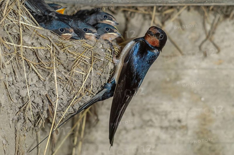 Barn swallow (Hirundo rustica) bringing food to its chicks in the nest on a farm. Bas-Rhin, Collectivite europeenne d'Alsace, Grand Est, France, Europe