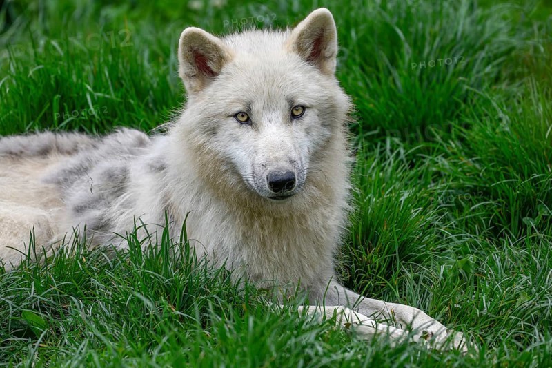 Arctic wolf (Canis lupus arctos), animal portrait, lying, Parc Animalier de Sainte-Croix, Natural Park, near Rhodes, Moselle, Lorraine, France, Europe