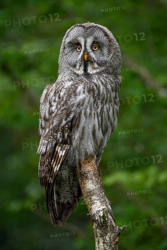 Great grey owl (Strix nebulosa), Parc Animalier de Sainte-Croix, Natural Park, near Rhodes, Moselle, Lorraine, France, Europe