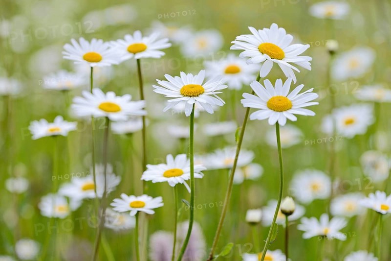 Meadow with marguerites (Leucanthemum), inflorescences, Stillachtal near Oberstdorf, Allgäu Alps, Allgäu, Bavaria, Germany, Europe