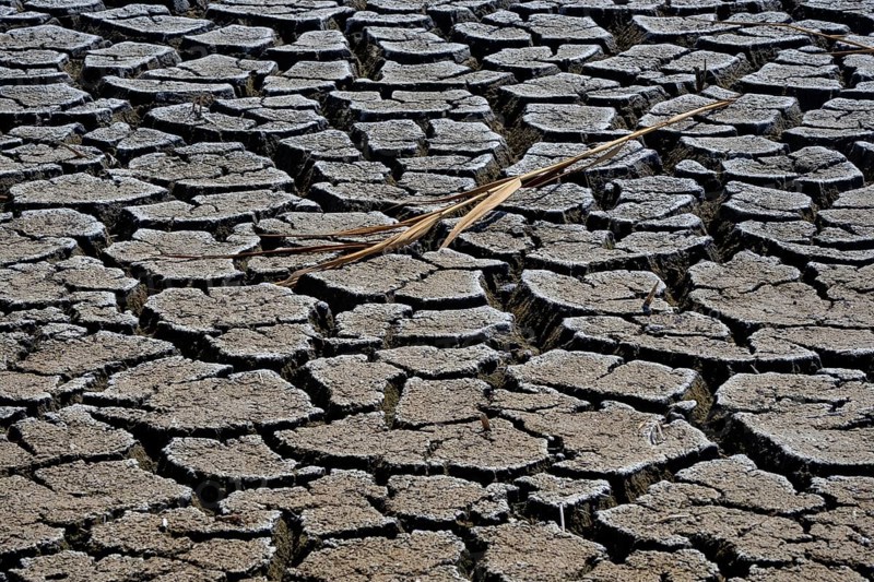 Heavily desiccated soil of Lake Neusiedl, Lake Neusiedl-Seewinkel National Park, Illmitz, Burgenland, Austria, Europe