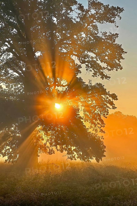 Sunrise, floodplain meadows, floodplain landscape on the Middle Elbe, morning mist, fog, sunrays, old oaks, solitary oaks, high summer, Middle Elbe Biosphere Reserve, Saxony-Anhalt, Germany, Europe
