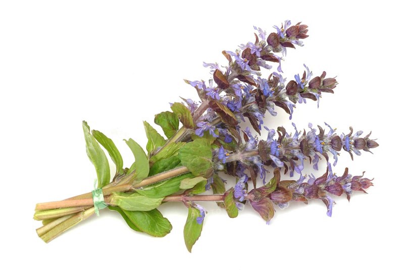 Blue bugles (Ajuga reptans), also known as guilder's goutweed, medicinal plant, infusion of dried flowering parts of the creeping goutweed is said to help against rheumatism, stomach ulcers, angina and diarrhoea when drunk
