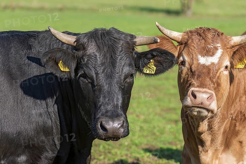 Black cow and a piebald cattle on the pasture, Franconia, Bavaria, Germany, Europe