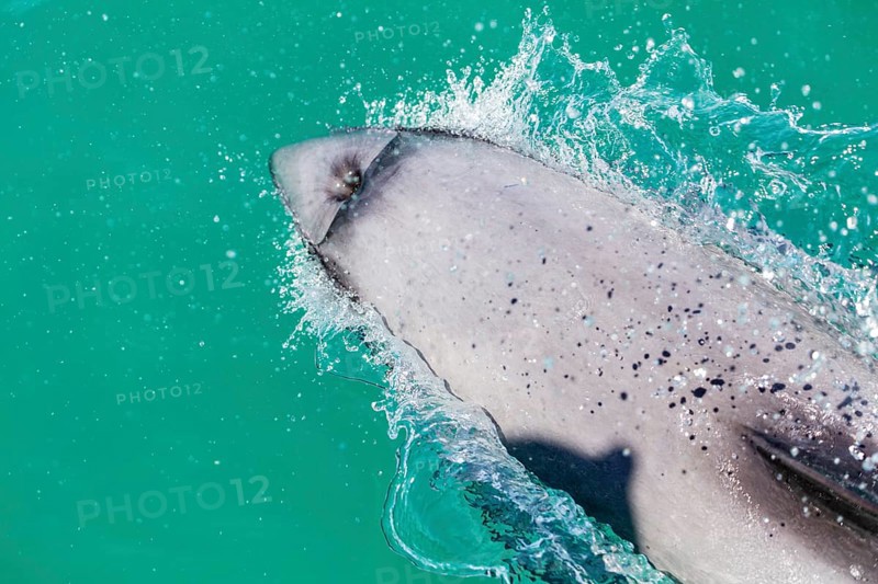 Hector-Delphin (Cephalorhychus hectori), Bootsfahrt, Akaroa, Banks-Halbinsel, Canterbury, Neuseeland